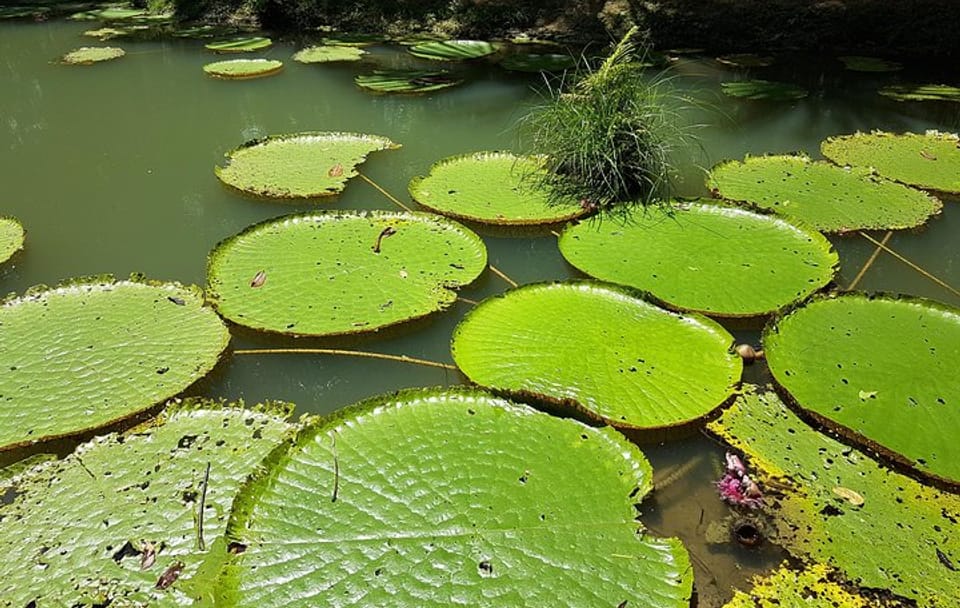 Private Round-Trip Transfer to MUSA Amazonian Museum in Manaus
