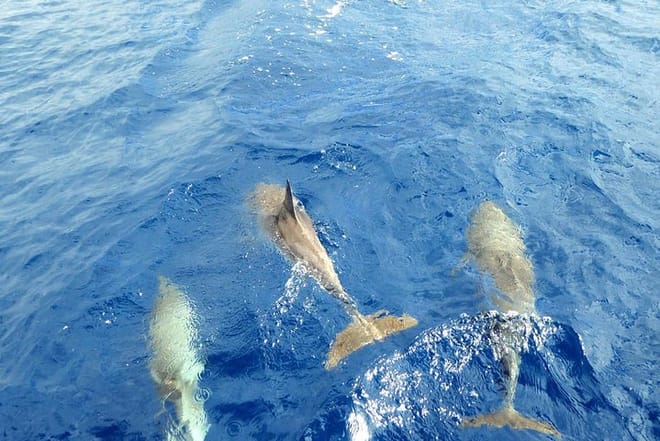 Whale and Dolphin Watching Yacht Trip in Puerto Colón 2