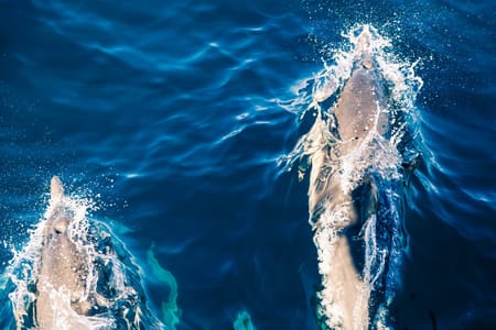 Whale Watching Adventure in Mirissa from Colombo - Spot Dolphins Too!