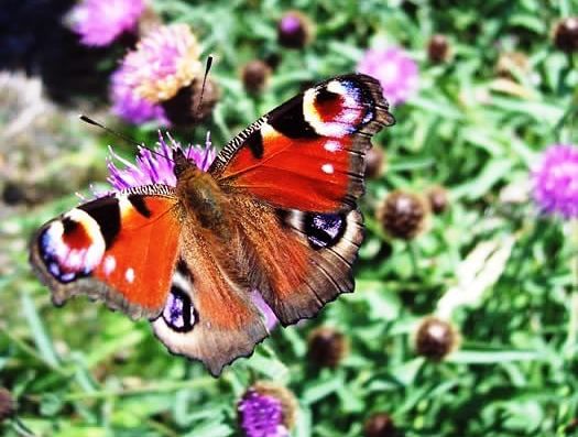 Wild Red deer viewing safari. Galway. Private guided. 3 hours.