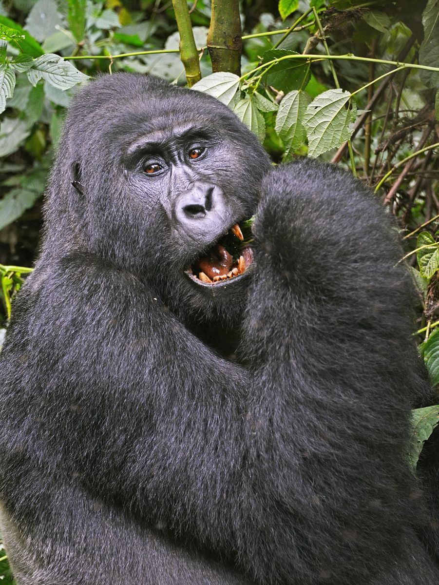 Chimps, Gorillas, and Wildlife Safari in Uganda’s Primate Capital