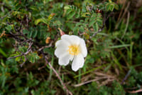 Walk Mullaghmore hill & visit the Burren Perfumery. Clare. Private guided. 3 hours 8
