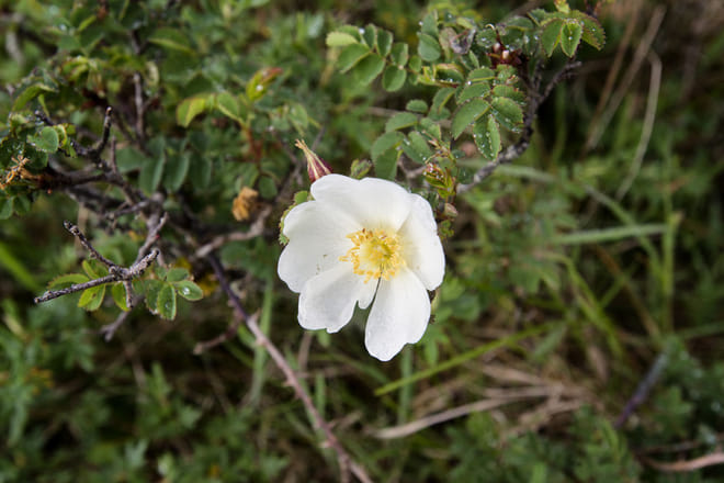 Walk Mullaghmore hill & visit the Burren Perfumery. Clare. Private guided. 3 hours 8