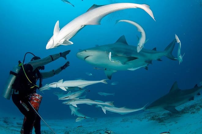 Bull Sharks Discovery Diving Tour from Cancun and Riviera Maya photo 3