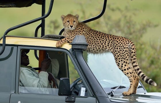 3Day Amboseli National Park Budget Safari on 4×4 Landcruiser Jeep