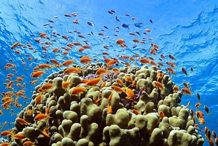 Marsa-Alam Snorkeling day trip Nefertari Cruise