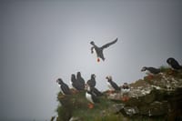 Faroe Islands: Mykines Puffin Island | Group Tour 2
