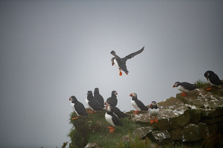 Faroe Islands: Mykines Puffin Island | Group Tour 2