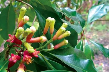 Zanzibar Spice Farm Tour with Local Food Tastings