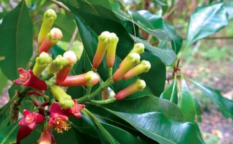 Zanzibar Spice Farm Tour with Local Food Tastings