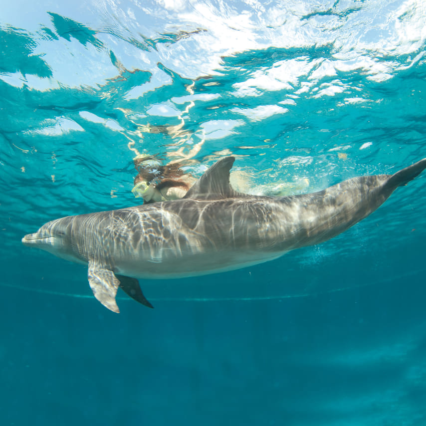 Buceo con Delfines en Cozumel 8