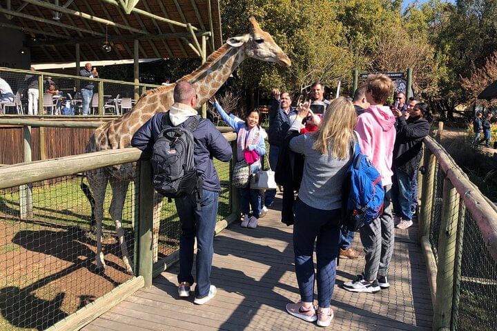Giraffe viewing deck at Lion Park Tour