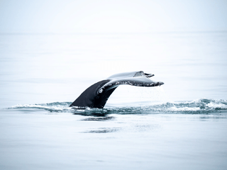 Húsavík: Small-Family Run, Responsible Whale Watching, photo 39