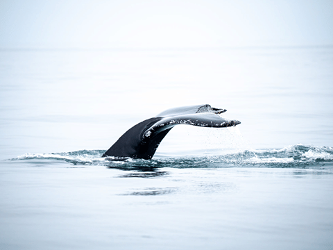 Húsavík: Whale Watching Tour with Heated Indoor Seating, photo 39