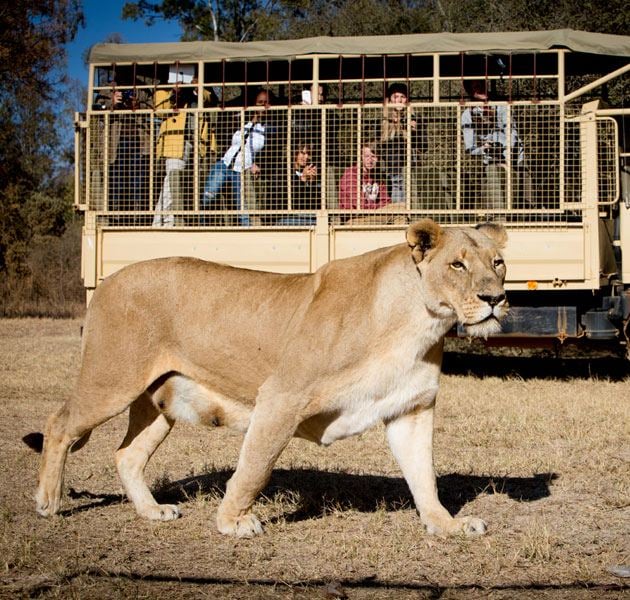 Soweto and Lion Park Tour 5