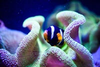 Grand Aquarium from Hurghada 1