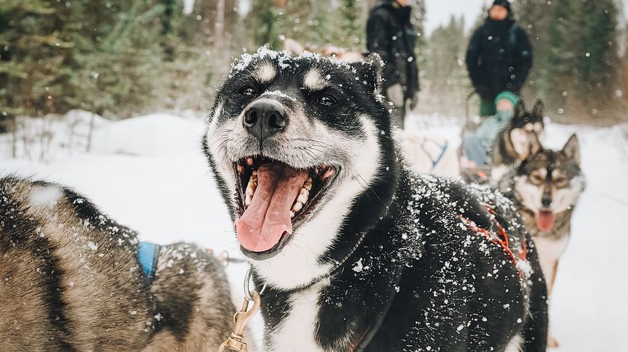 Husky ride, Husky safari, Pure Lapland, Siberian Husky, Rovaniemi Lapland