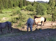 Private Horse Riding near Rhodope Mountains from Plovdiv 4