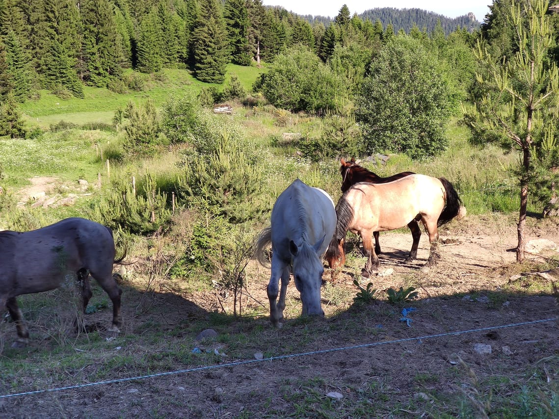 Private Horse Riding near Rhodope Mountains from Plovdiv 4