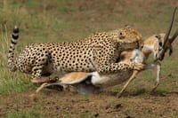 Cheetah hunting