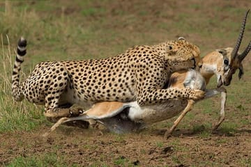 3DAYS MASAI MARA FLYING LUXURY LODGE SAFARI