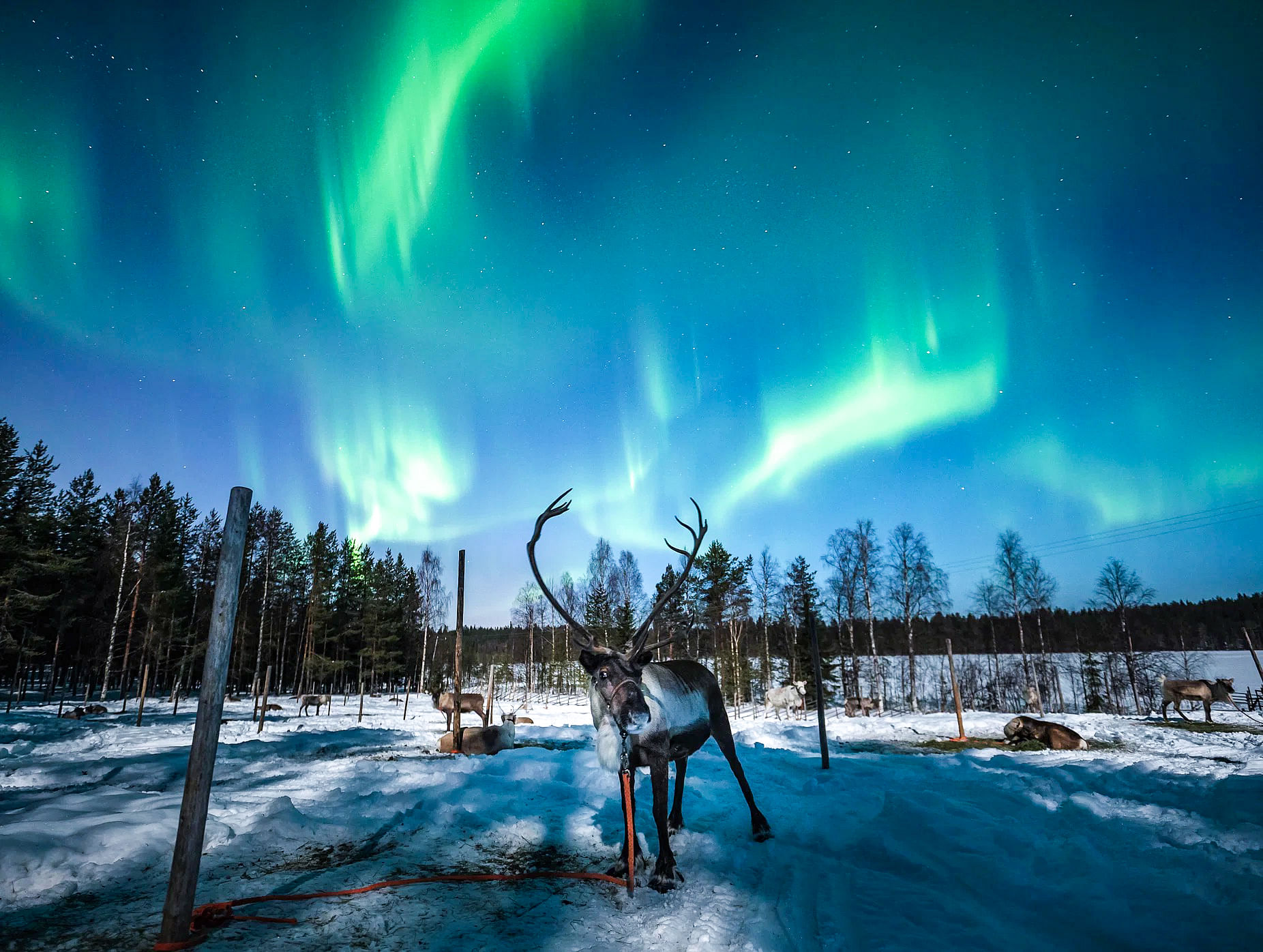 Reindeer with Northern Lights