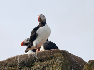 Reykjavík Whales & Puffins, photo 19