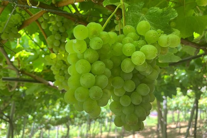 Madeira Wine Tastings , Vineyards and Skywalk, Full day tour in 4x4 Open Roof  6