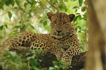 Yala National Park Jeep Safari From Benthota and Beruwala