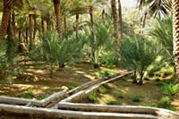 Al Ain city sightseeing small group day tour from Dubai 4