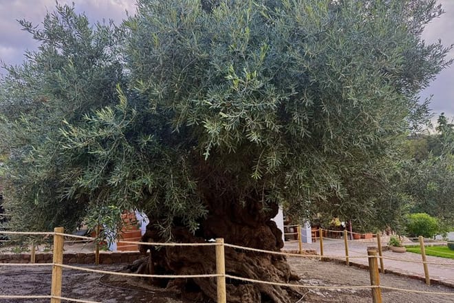 Private VIP Tour: Elafonissi & Chania Old Town from Heraklion 4