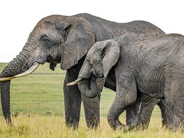 5Day Wild Heart Masai Mara, Nakuru and Naivasha Tour