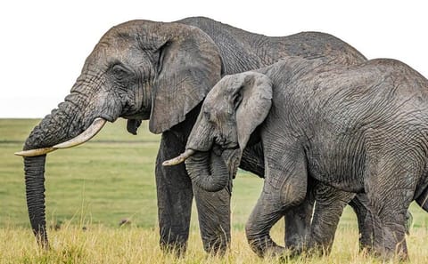 5Day Wild Heart Masai Mara, Nakuru and Naivasha Tour