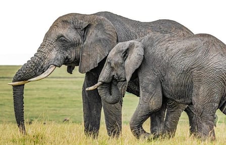 5Day Wild Heart Masai Mara, Nakuru and Naivasha Tour