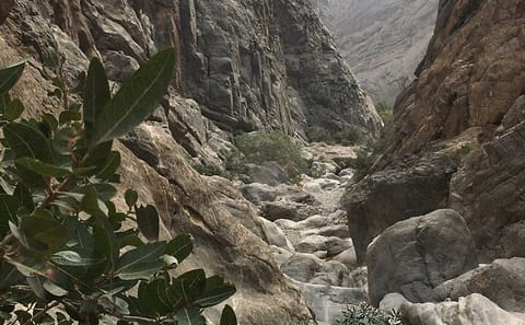 Wadi Shab and Bimmah Sinkhole Adventure Tour in Muscat