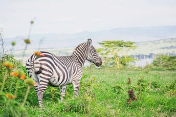 Luxury 5 Days – Manyara, Serengeti, Ngorongoro & Tarangire Safari