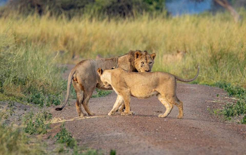 Serengeti Fly-In Safari: 4-Day Adventure from Arusha