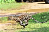 Wilpattu Half Day Safari from Sigiriya  1