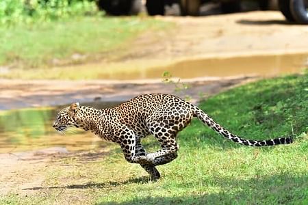 Wilpattu National Park Safari: Wildlife Adventure from Sigiriya