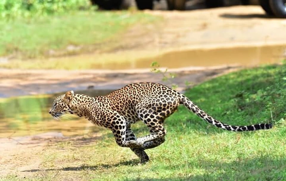 Wilpattu Half Day Safari from Sigiriya