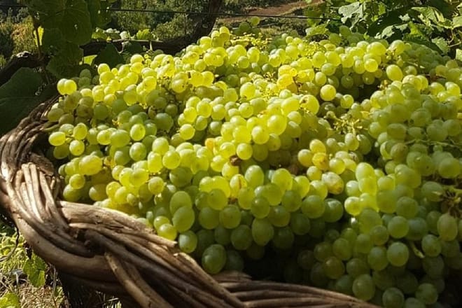 Madeira Wine Tastings , Vineyards and Skywalk, Full day tour in 4x4 Open Roof  9