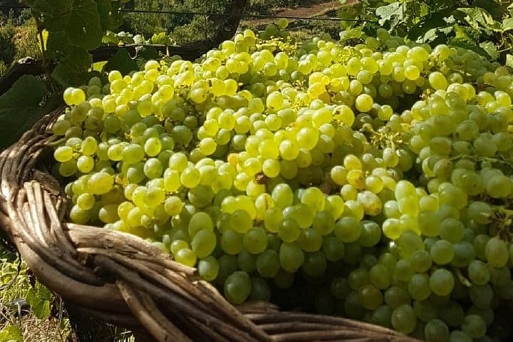 Madeira Wine Tastings , Vineyards and Skywalk, Full day tour in 4x4 Open Roof  9