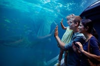 Kemer Private Antalya Aquarium Tour | All Inclusive 7