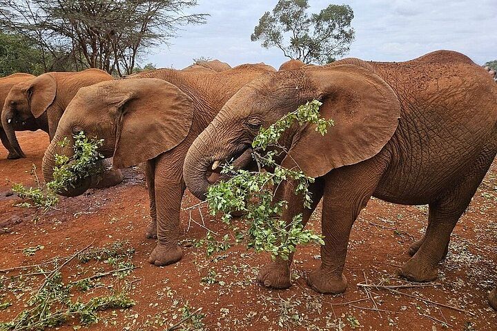 Nairobi National Park & Elephant Orphanage Adventure Tour