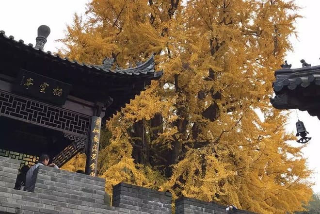 Private Day Tour in Xian:Hanyangling Museum, Small Goose Pagoda, Xingjiao Temple photo 2