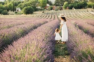 Visit a lavender field and participate in thematic workshops