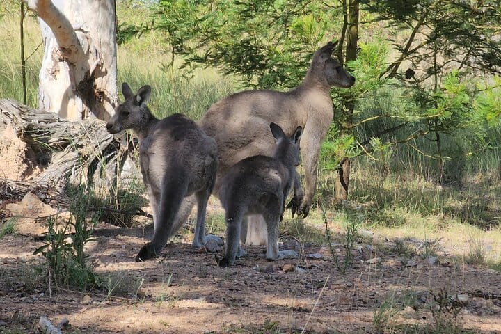WIld Kangaroos in Blue Mountains