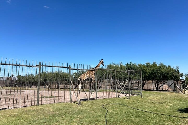 Giraffe Encounter and Lion Park with Wine Tasting in Stellenbosch