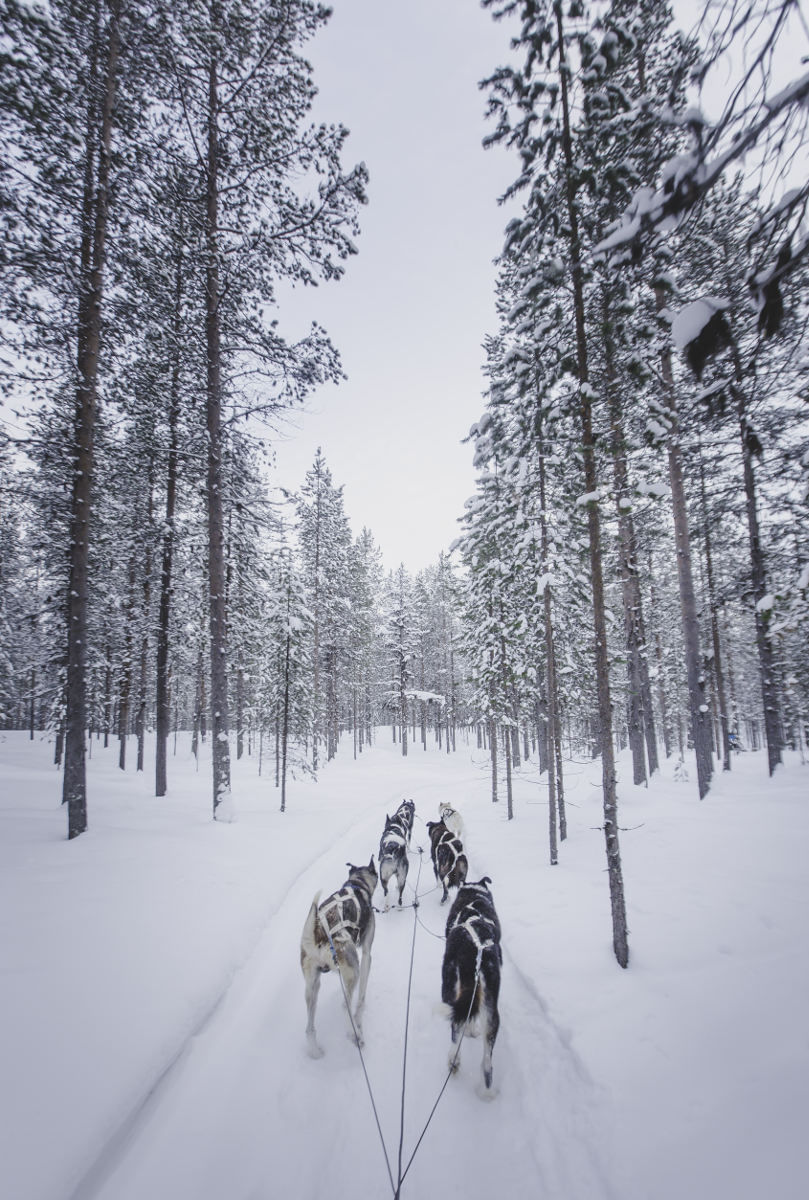 Sledge-dogs pulling a sleigh in forest.