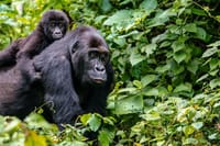 3 Days Rwanda Gorilla Trekking 4